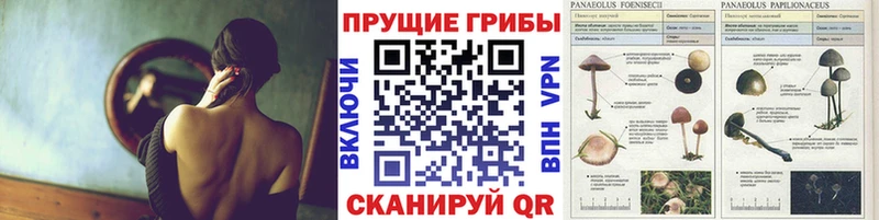 хочу наркоту  Белозерск  сайты даркнета телеграм  Псилоцибиновые грибы Psilocybe 
